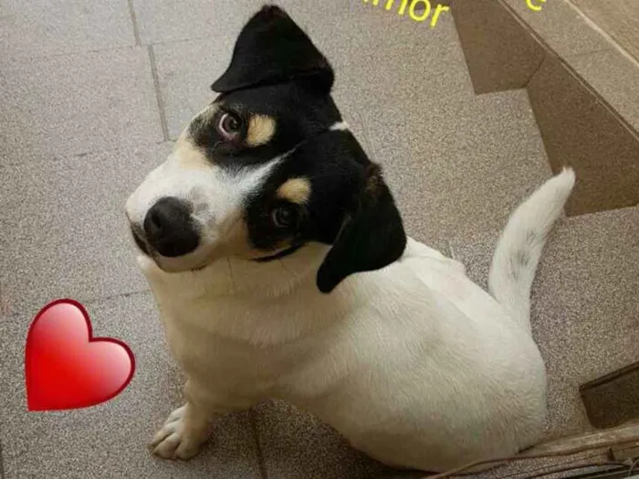Cachorro ra a Vira lata idade 7 a 11 meses nome Bolt