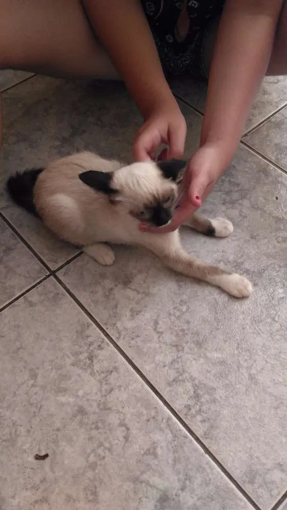 Gato ra a  idade 7 a 11 meses nome Sem nome