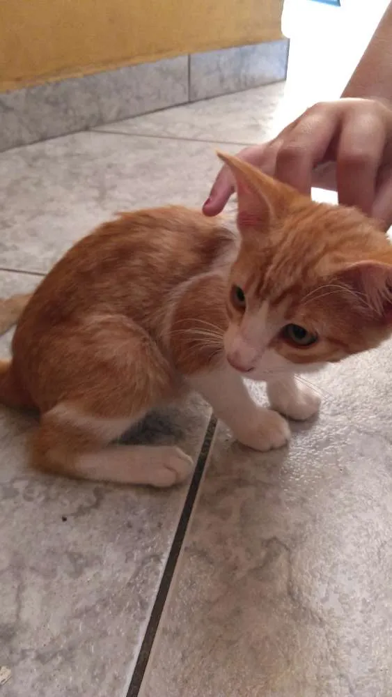 Gato ra a  idade 7 a 11 meses nome Sem nome
