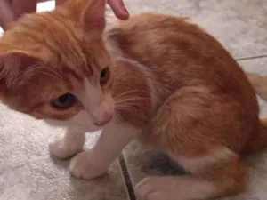 Gato raça  idade 7 a 11 meses nome Sem nome