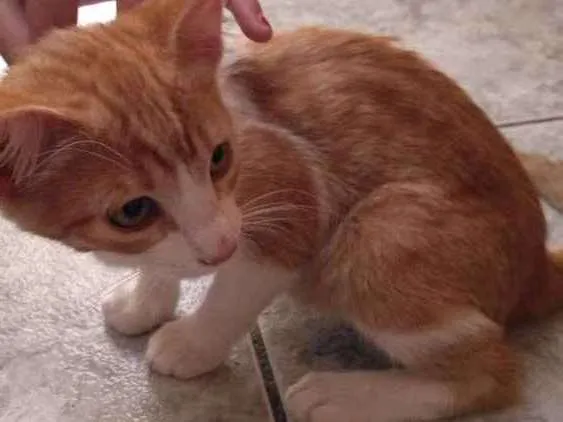 Gato ra a  idade 7 a 11 meses nome Sem nome