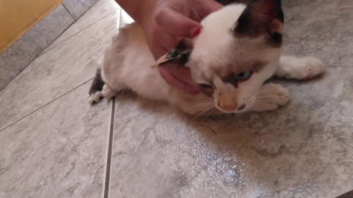 Gato ra a  idade 7 a 11 meses nome Sem nome