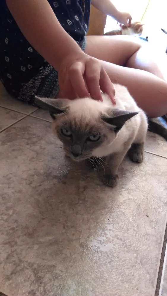 Gato ra a  idade 7 a 11 meses nome Sem nome
