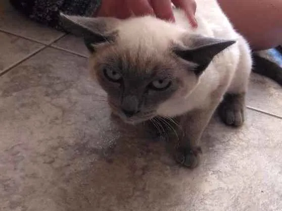 Gato ra a  idade 7 a 11 meses nome Sem nome