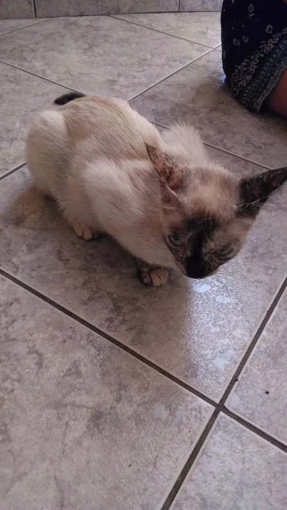Gato ra a  idade 7 a 11 meses nome Sem nome