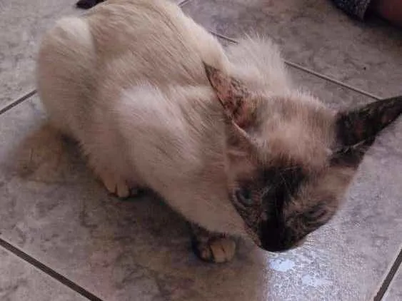 Gato ra a  idade 7 a 11 meses nome Sem nome