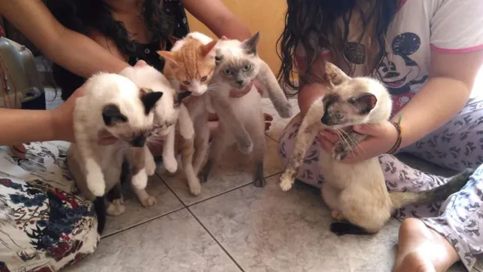 Gato ra a  idade 7 a 11 meses nome Sem nome
