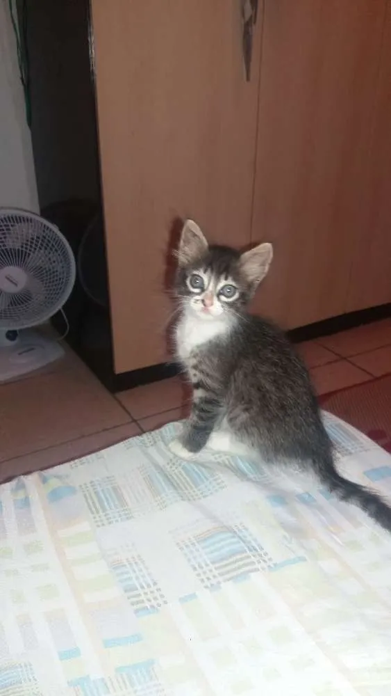 Cachorro ra a Desconhecida idade Abaixo de 2 meses nome Alegria