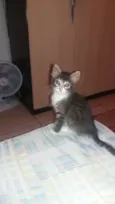 Alegria