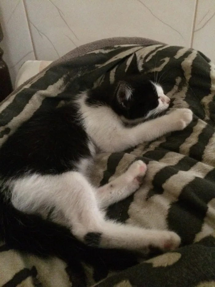 Gato raça  idade 2 a 6 meses nome Sem nome