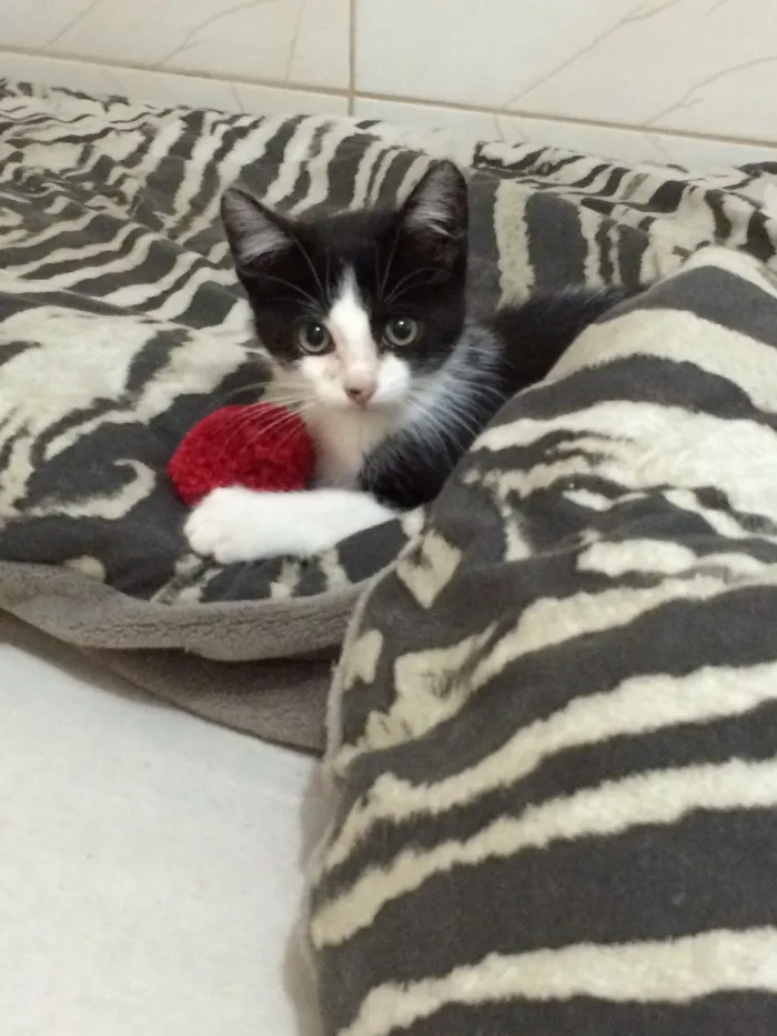 Gato raça  idade 2 a 6 meses nome Sem nome