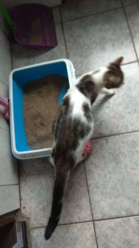 Gato ra a Sem raça definida idade Abaixo de 2 meses nome Sem nome