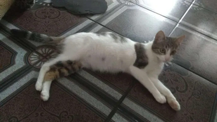 Gato ra a Sem raça definida idade Abaixo de 2 meses nome Sem nome