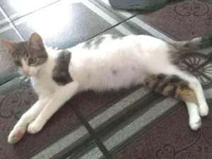 Gato raça Sem raça definida idade Abaixo de 2 meses nome Sem nome