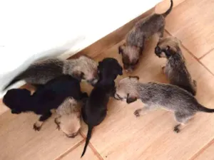 Cachorro raça Vira lata idade Abaixo de 2 meses nome Filhotes