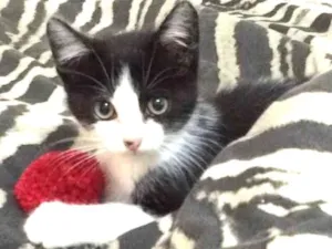 Gato raça  idade 2 a 6 meses nome Sem nome