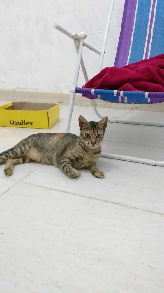 Gato ra a SRD idade 1 ano nome Nina