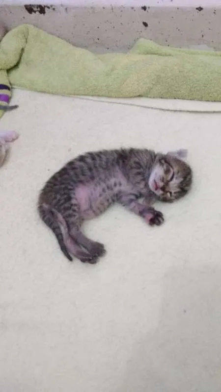 Gato ra a Srd idade Abaixo de 2 meses nome Filhote
