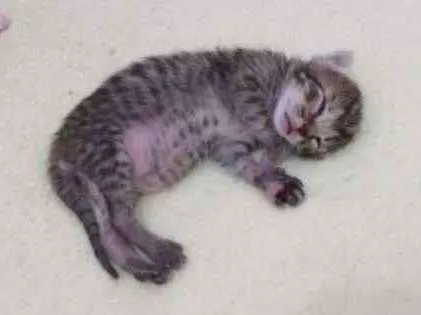 Gato ra a Srd idade Abaixo de 2 meses nome Filhote
