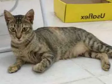 Gato ra a SRD idade 1 ano nome Nina