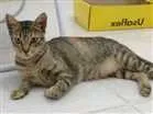 Gato raça SRD idade 1 ano nome Nina