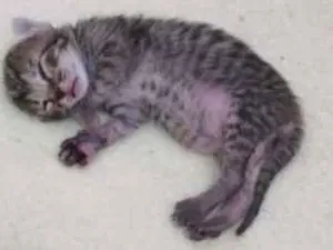 Gato raça Srd idade Abaixo de 2 meses nome Filhote
