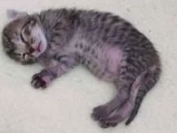 Gato ra a Srd idade Abaixo de 2 meses nome Filhote