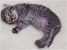 Gato raça Srd idade Abaixo de 2 meses nome Filhote