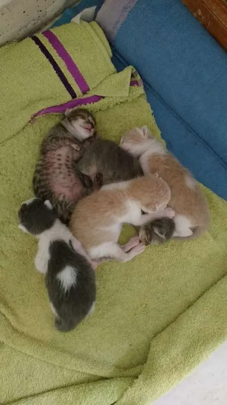 Gato ra a Srd idade Abaixo de 2 meses nome Filhotes