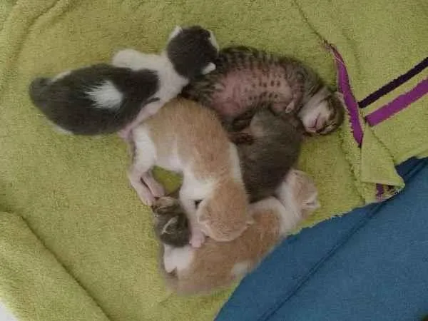 Gato ra a Srd idade Abaixo de 2 meses nome Filhotes