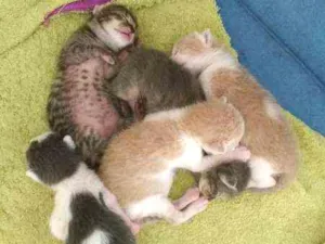 Gato raça Srd idade Abaixo de 2 meses nome Filhotes