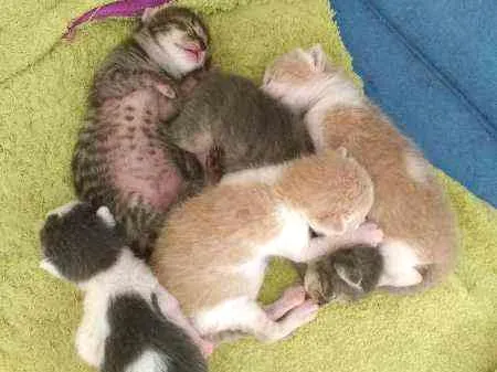 Gato ra a Srd idade Abaixo de 2 meses nome Filhotes