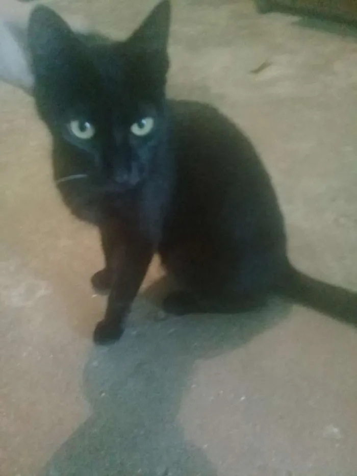 Gato ra a  idade 1 ano nome Pretinha