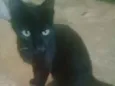 Pretinha