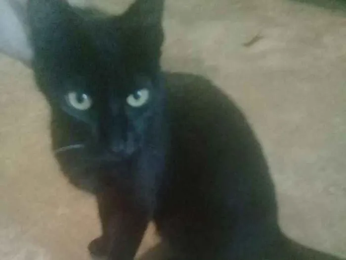 Gato ra a  idade 1 ano nome Pretinha