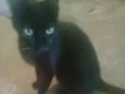 Pretinha