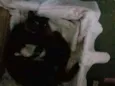 Pretinha