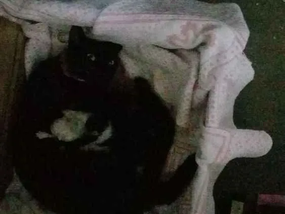 Gato ra a  idade 1 ano nome Pretinha