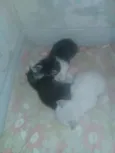 Pretinha