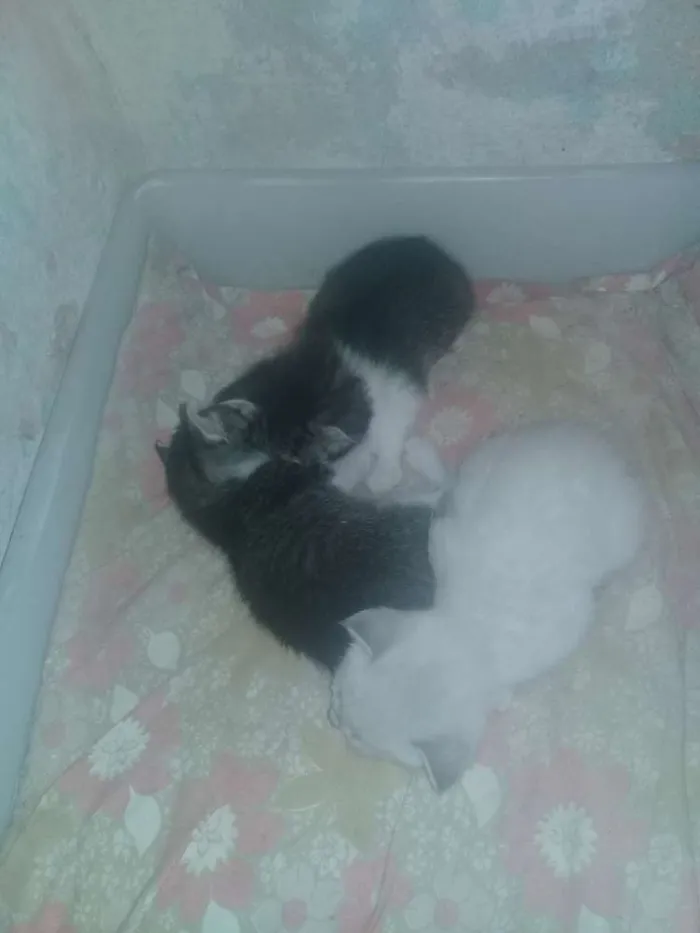 Gato ra a  idade 1 ano nome Pretinha