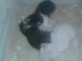 Pretinha