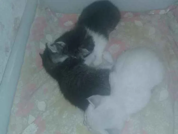 Gato ra a  idade 1 ano nome Pretinha