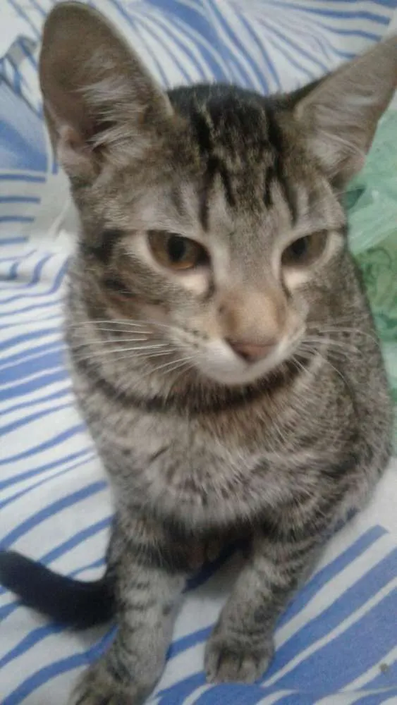 Gato ra a Srd idade 2 a 6 meses nome Filhotes abandonados