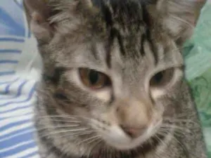 Gato raça Srd idade 2 a 6 meses nome Filhotes abandonados
