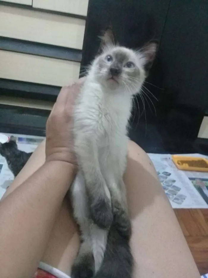 Gato ra a Srd idade 2 a 6 meses nome Filhotes abandonados