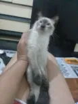 Filhotes abandonados