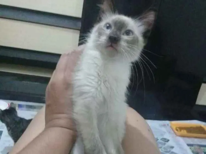 Gato ra a Srd idade 2 a 6 meses nome Filhotes abandonados