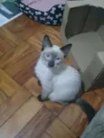 Filhotes abandonados