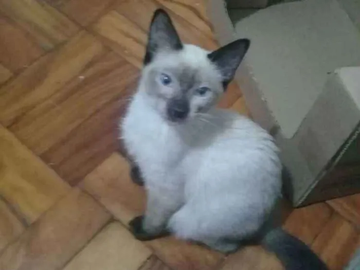 Gato ra a Srd idade 2 a 6 meses nome Filhotes abandonados