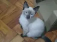 Filhotes abandonados